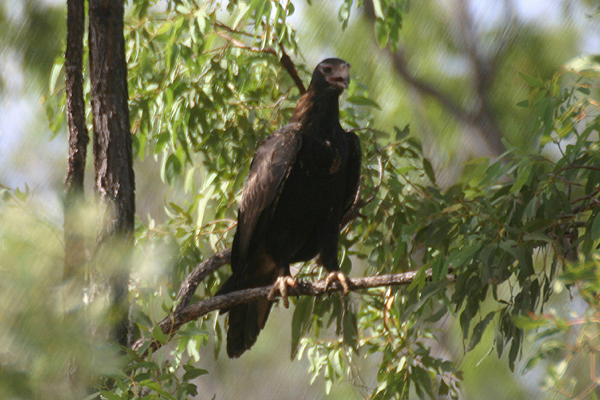 Wedge-tailed Eagle by Mick Dryden