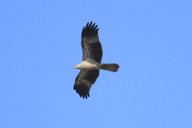 Whistling Kite by Mick Dryden