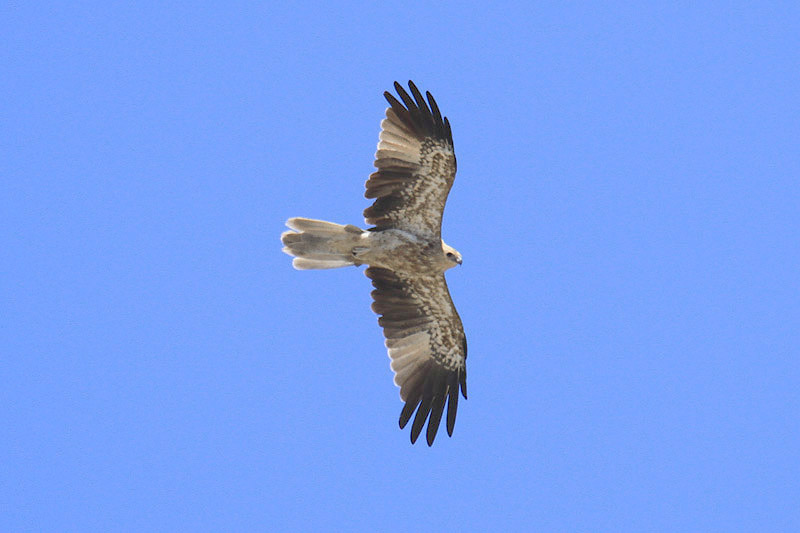 Whistling Kite by Mick Dryden