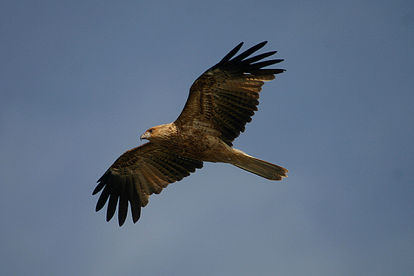 Whistling Kite by Mick Dryden