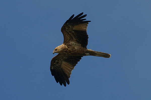 Whistling Kite by Mick Dryden