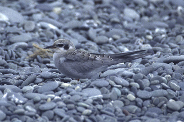 Black fronted Tern by Mick Dryden