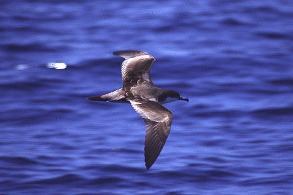 Buller's Shearwater by Mick Dryden