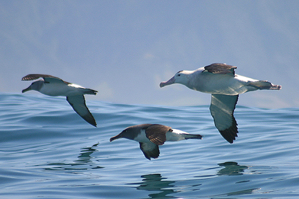 Albatrosses by Mick Dryden