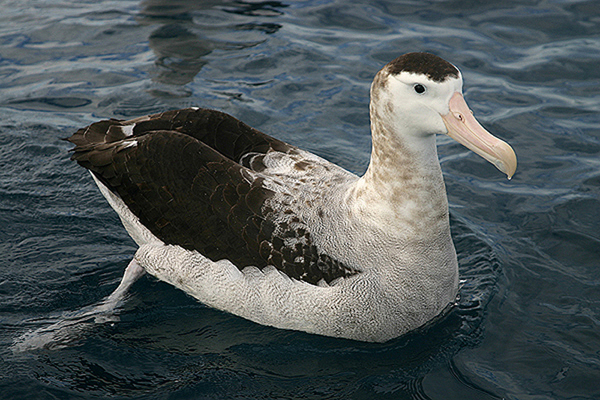 Antipodean (Wandering) Albatross by Mick Dryden
