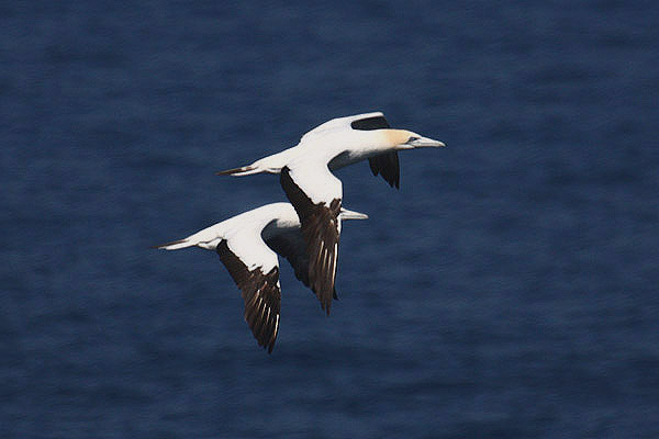 Australian Gannet by Mick Dryden