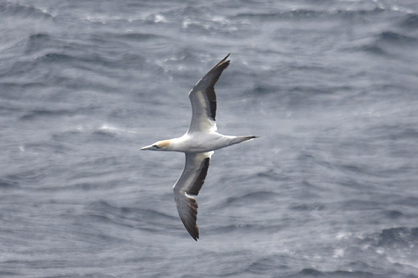 Australian Gannet by Mick Dryden