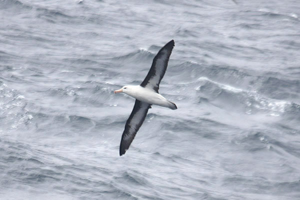 Black-browed Albatross by Mick Dryden