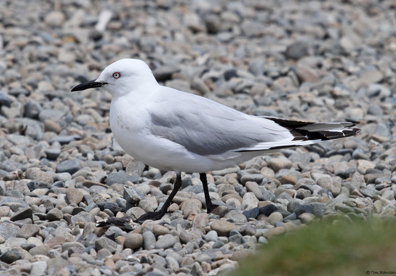 Black-billed Gull by Tim Ransom