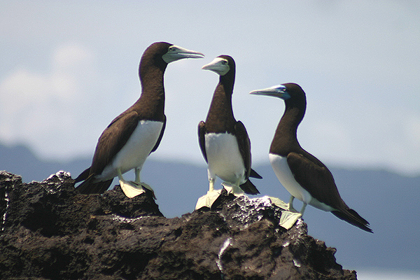 Brown Boobies by Mick Dryden