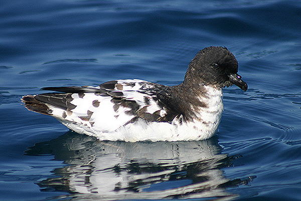 Cape Petrel by Mick Dryden