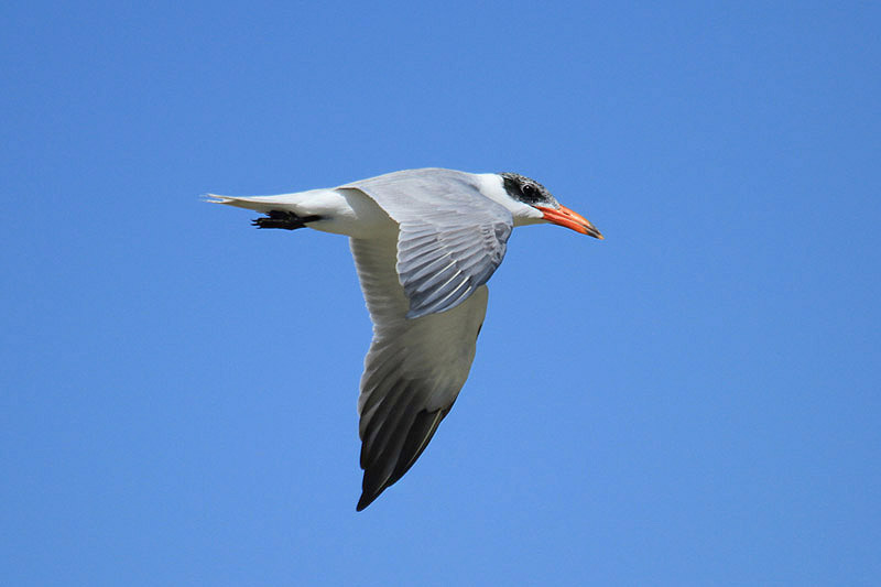 Caspian Tern by Mick Dryden