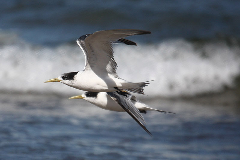 Crested Tern by Mick Dryden