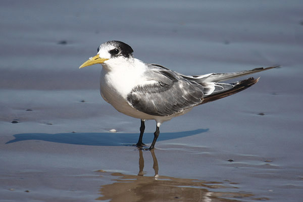 Crested Tern by Mick Dryden