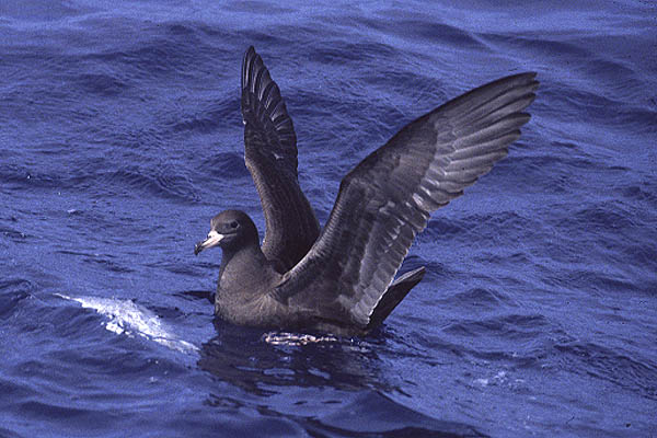 Flesh footed Shearwater by Mick Dryden