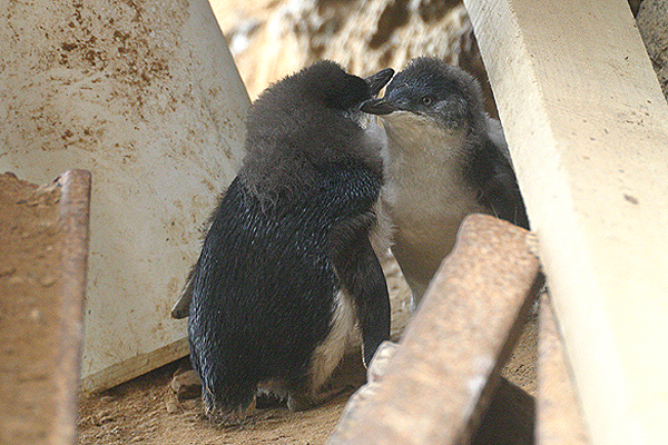 Little Blue Penguin by Mick Dryden