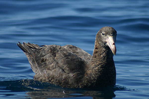 Northern Giant Petrel by Mick Dryden