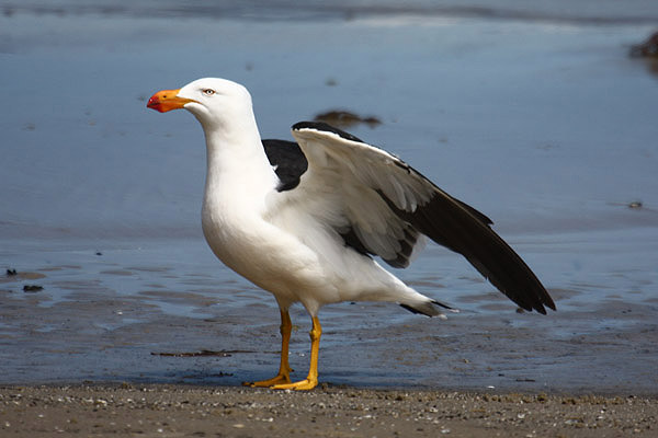 Pacific Gull by Mick Dryden