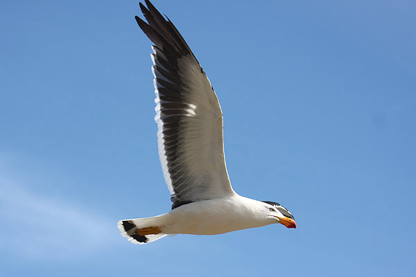 Pacific Gull by MIck Dryden