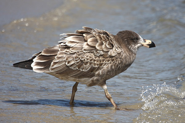 Pacific Gull by Mick Dryden