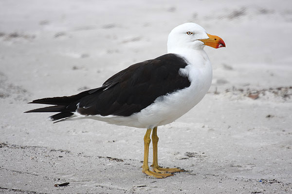 Pacific Gull by MIck Dryden