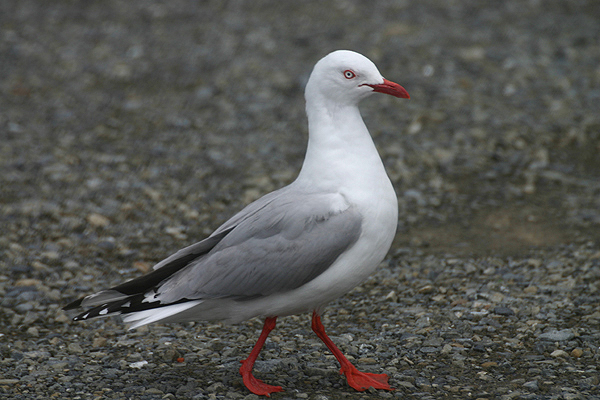 Red-billed Gull by Mick Dryden