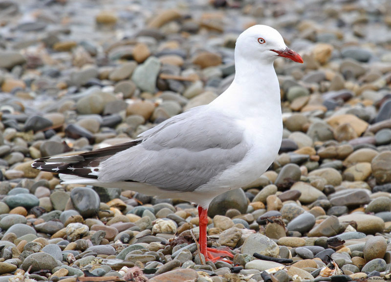 Red-billed Gull by Tim Ransom