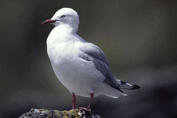 Red billed Gull by Mick Dryden