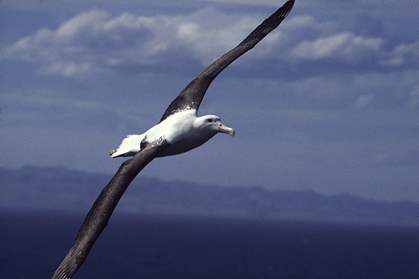 Northern Royal Albatross by Mick Dryden