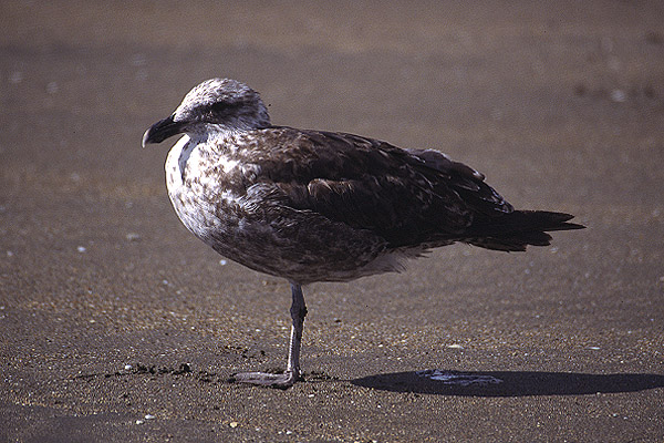 Southern Blackbacked Gull by Mick Dryden