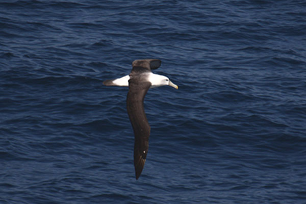 Shy Albatross by Mick Dryden