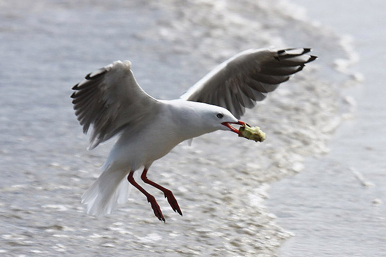 Silver Gull by Mick Dryden