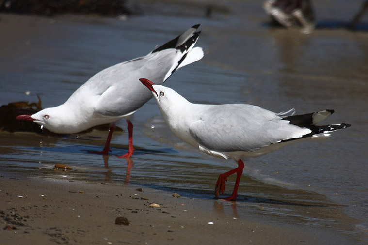 Silver Gull by Mick Dryden