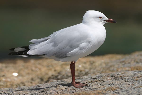 Silver Gull by Mick Dryden