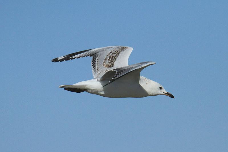 Silver Gull by Mick Dryden