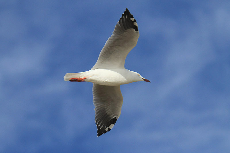 Silver Gull by Mick Dryden