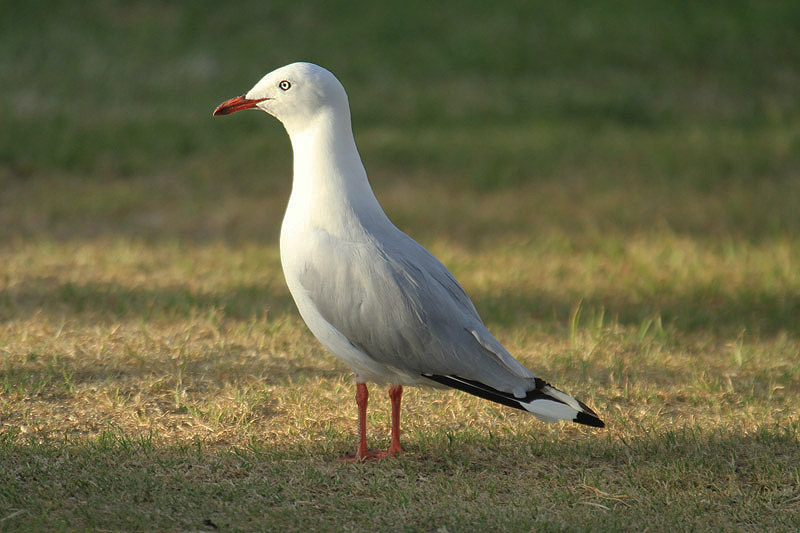 Silver Gull by Mick Dryden