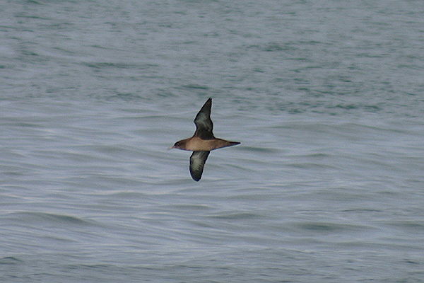 Sooty Shearwater by Mick Dryden