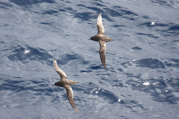Short-tailed Shearwater by Mick Dryden