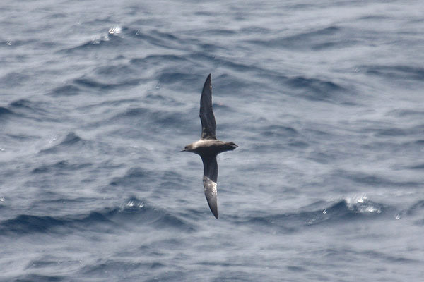 Short-tailed Shearwater by Mick Dryden