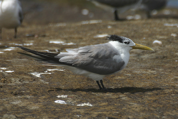 Swift Tern by Mick Dryden