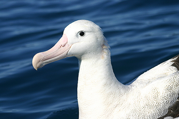 Wandering Albatross by Mick Dryden