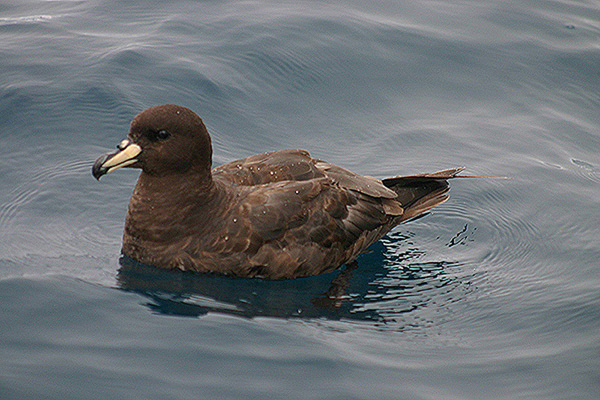 Westland Petrel by Mick Dryden