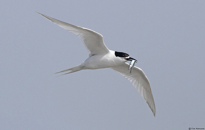 White-fronted Tern by Tim Ransom