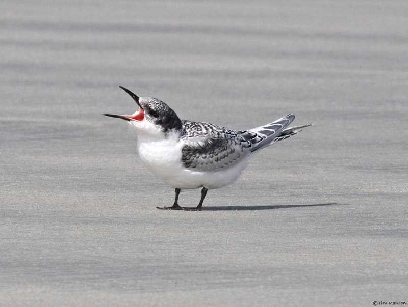 White-fronted Tern by Tim Ransom