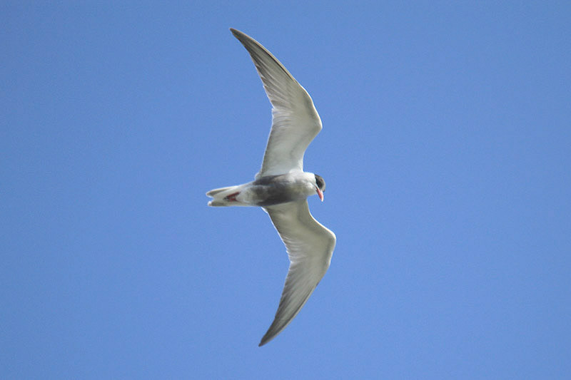 Whiskered Tern by Mick Dryden