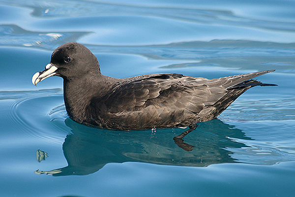 White chinned Petrel by Mick Dryden