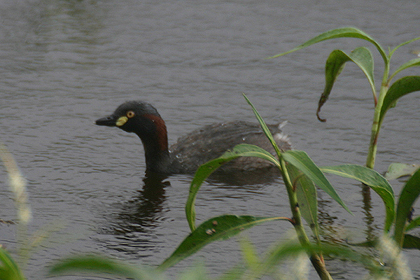 Australian Grebe by Mick Dryden