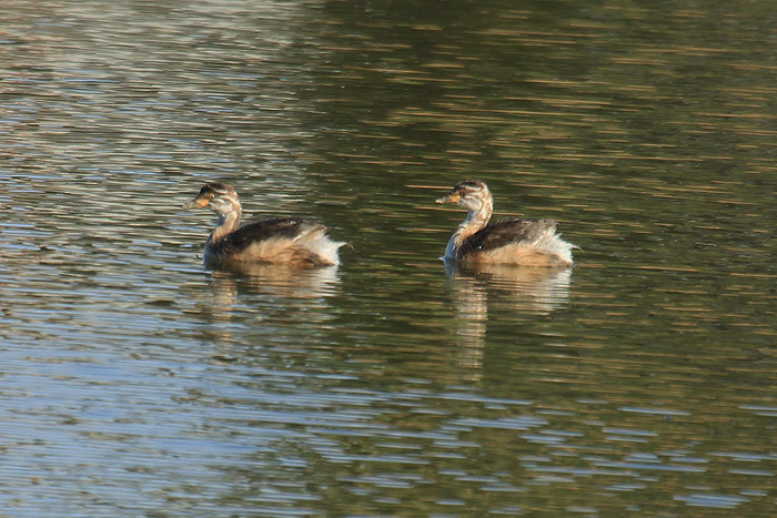 Australian Grebe by Mick Dryden