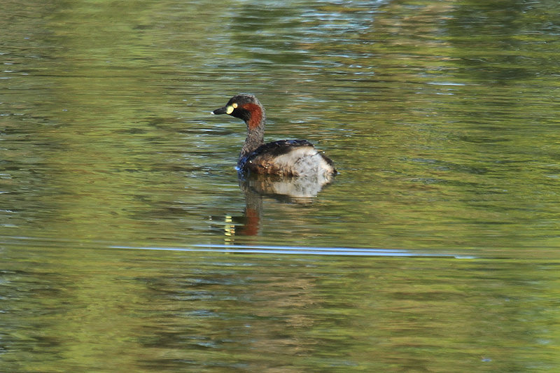 Australian Grebe by Mick Dryden